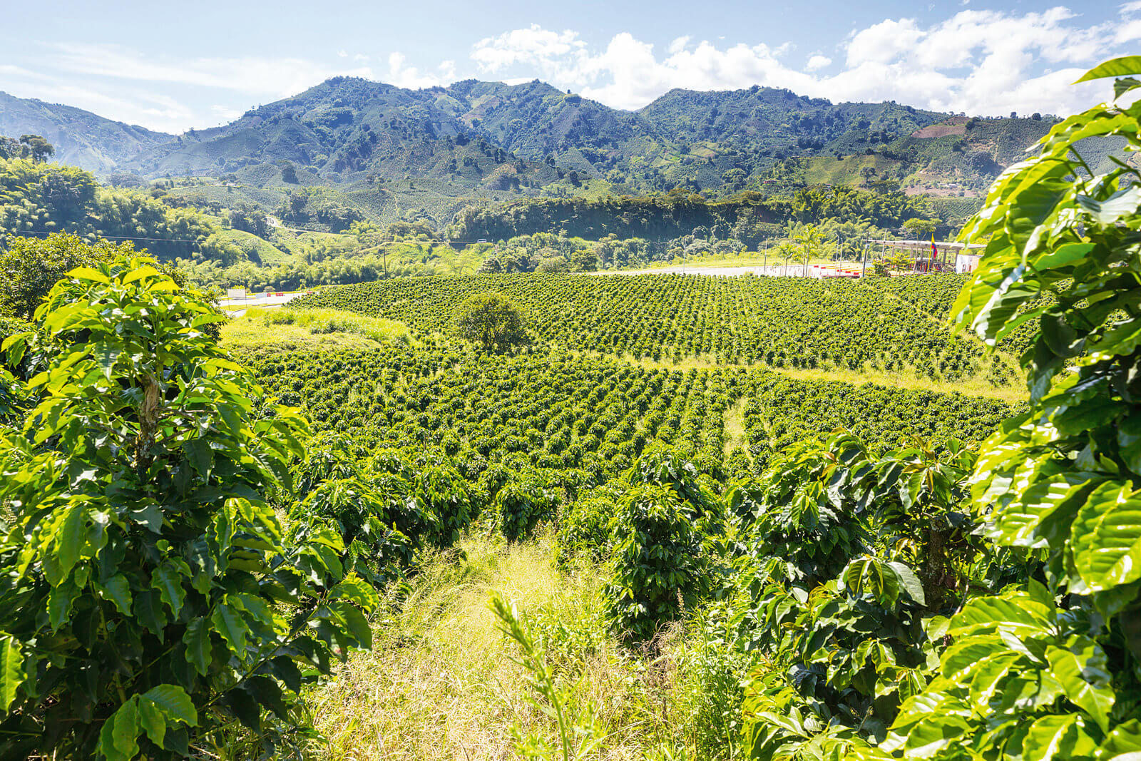 Argrarfläche mit grünen Pflanzen, im Hintergrund Berge.