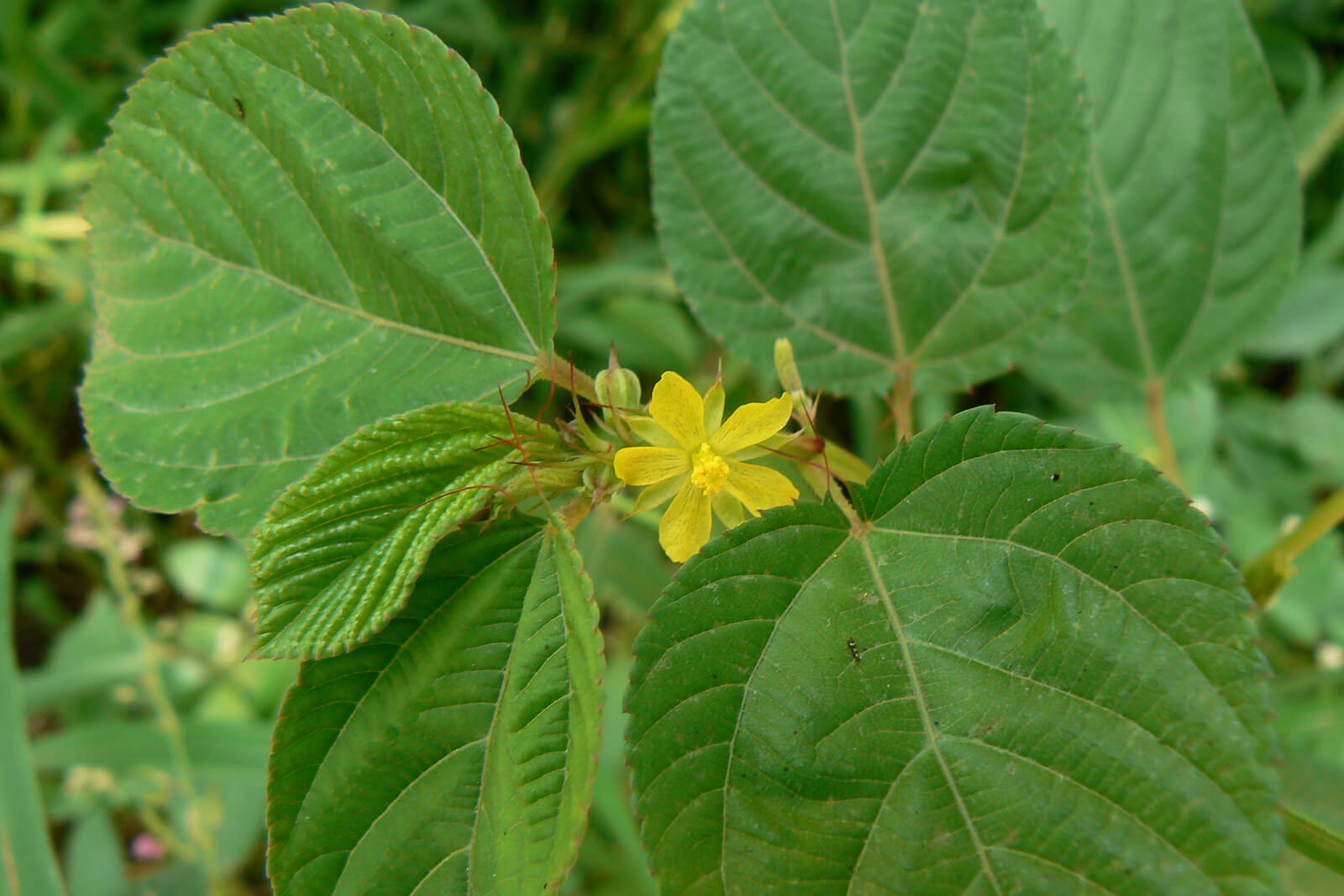 Eine einzelne gelbe Blüte umgeben von grünen Blättern.