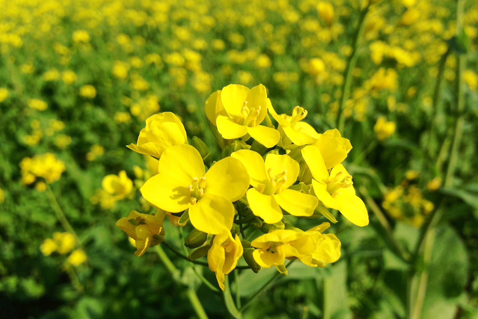 Eine gelbe Senfblüte in Nahaufnahme.